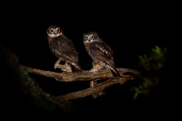 Sovka bubuk - Ninox boobook - Southern Boobook 5894